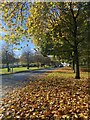 An avenue of autumn leaves on Whitchurch common