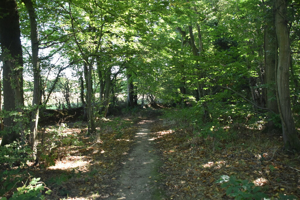 Hoad's Wood © N Chadwick cc-by-sa/2.0 :: Geograph Britain and Ireland