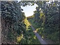 A deep sided bridleway near Templeton