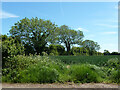 Field and hedgerow east of Wootton Lane