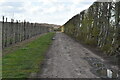 Bridleway through orchard