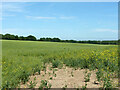 Field north of Westcourt Lane