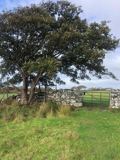 Tree and ladder stile on the Wales Coast Path