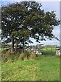 Tree and ladder stile on the Wales Coast Path