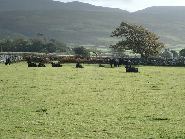 Herd of Welsh Black cattle near Tal-y-bont