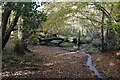 Fallen Tree