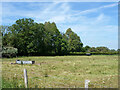 Field with water trough, Wickhambreaux