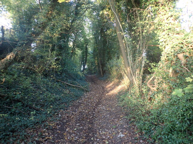 Track to Trundle Wood