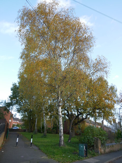 Silver birches, Bulwell Lane