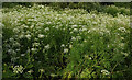 SX9063 : Hemlock water dropwort, Cockington Meadows by Derek Harper