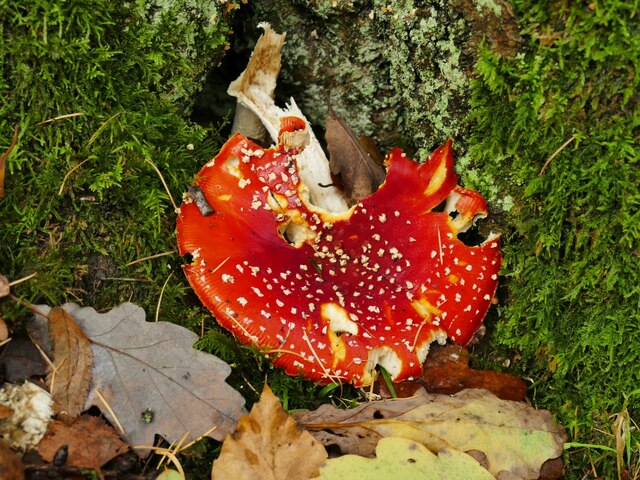 Mushroom At The Base Of A Beech Tree © Stephen Craven Cc By Sa20