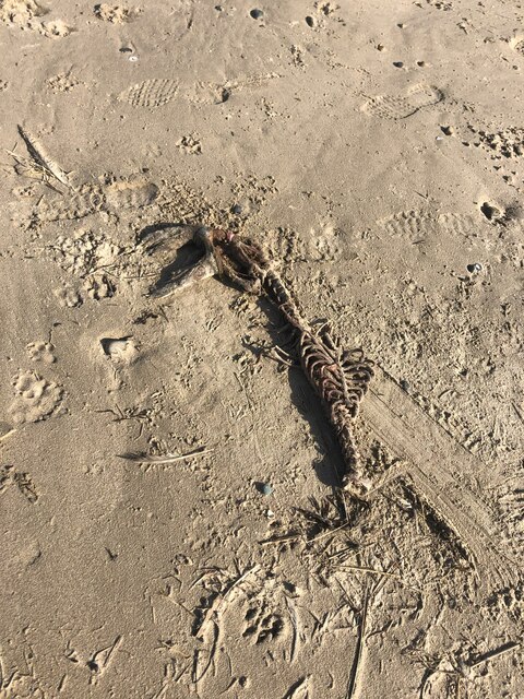 Skeleton of a seal on Llanenddwyn beach
