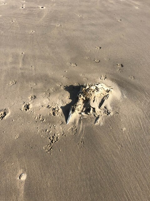 The remains of a gannet on Llanenddwyn beach