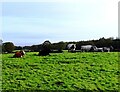 NZ1851 : Cattle at Stanleyburn Farm by Robert Graham