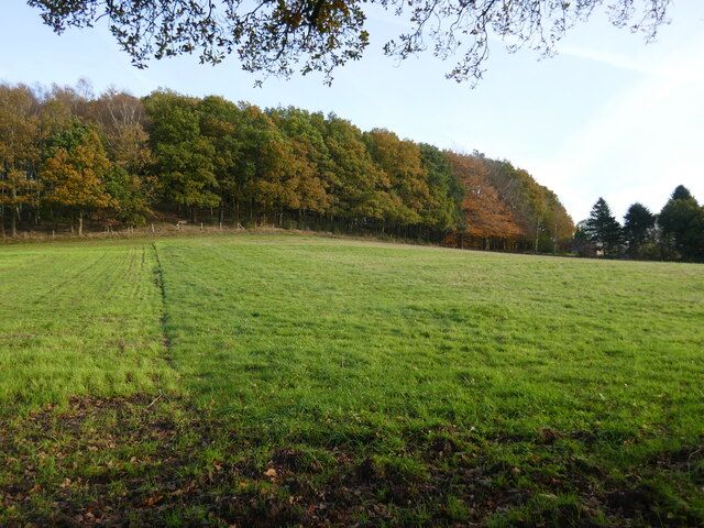 Woodland near Papplewick