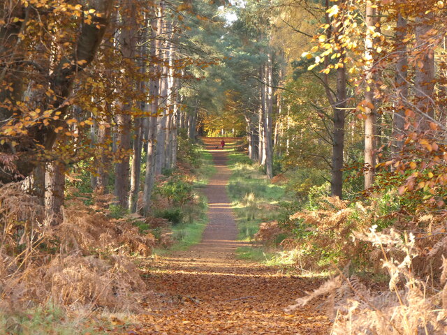 Path, Binning Wood
