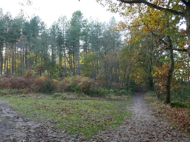 Path in Harlow Wood