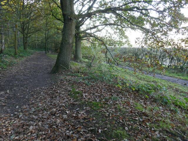 Two paths along the edge of Harlow Wood
