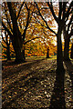 TQ2786 : Hampstead Heath : autumn colours by Jim Osley