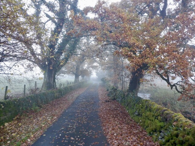 Tree lined road, Aber