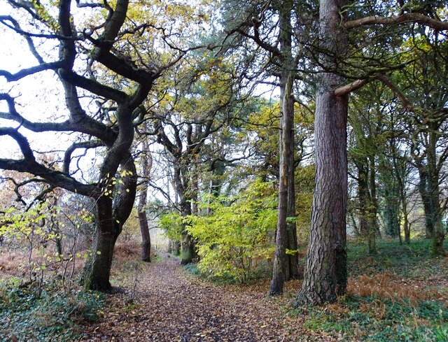 Autumn woods at Shotley Grove