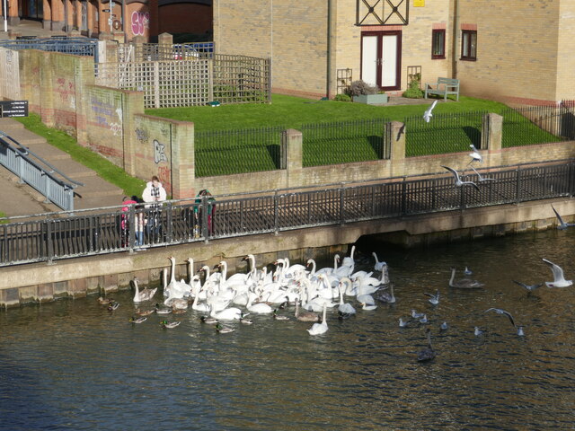 Feeding swans, Peterborough