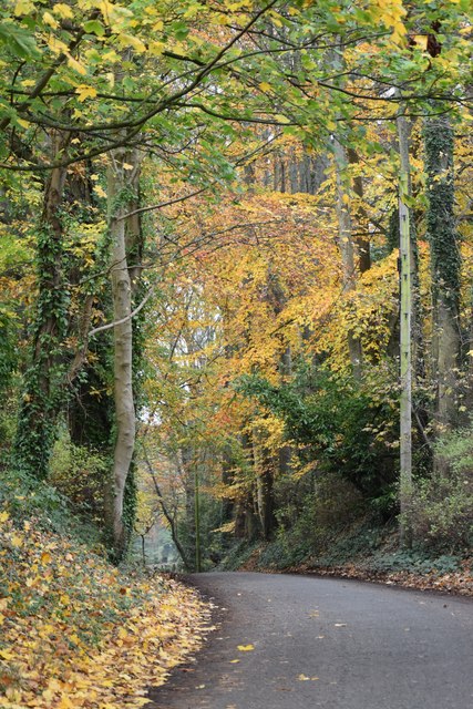 Autumn leaves in Green Lane © David Martin :: Geograph Britain and Ireland