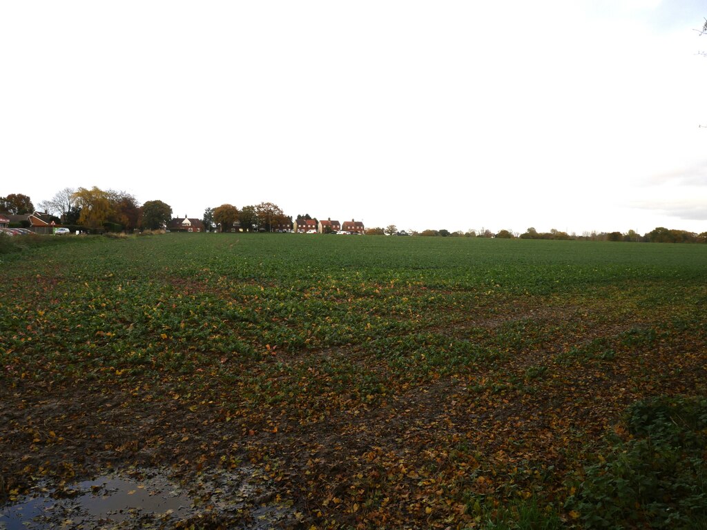 catch-crop-sheep-feed-or-green-manure-david-pashley-cc-by-sa-2-0