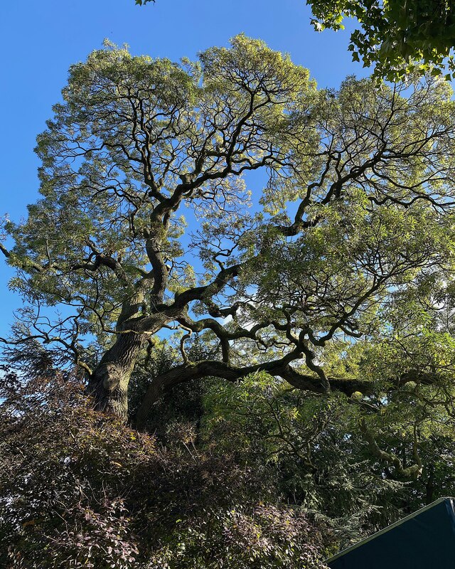 An Ash, Birmingham Botanical Gardens © Robin Stott ccbysa/2.0