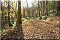 SO5919 : Woodland footpath by Philip Halling