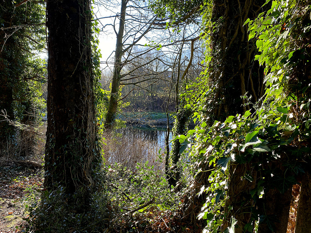 Back-lit trees, Mullaghmore © Kenneth Allen :: Geograph Britain and Ireland