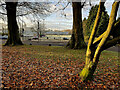 H4573 : Trees, Grange Park, Lisnamallard, Omagh by Kenneth  Allen