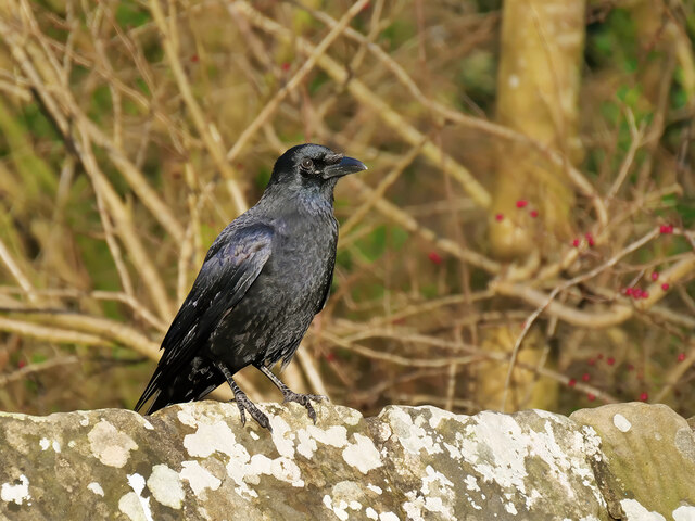 Crow on the wall at Devil's Bridge © David Dixon :: Geograph Britain ...