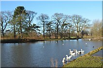 NZ5116 : The Lake, Stewart's Park, Middlesbrough by Rod Grealish