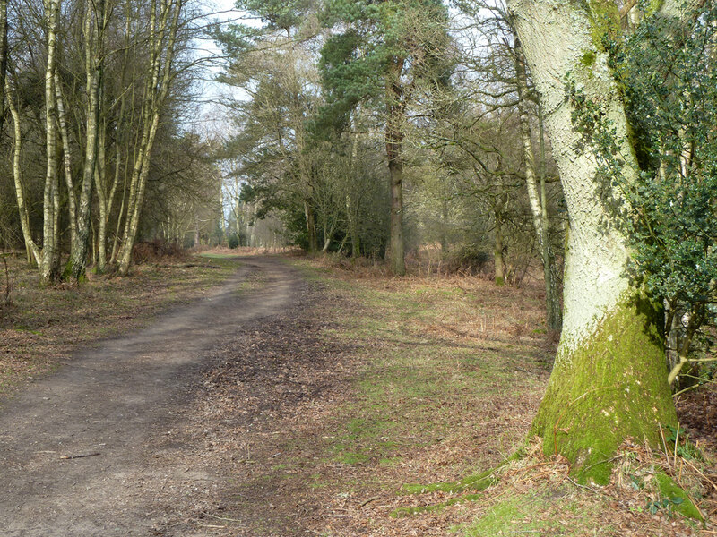 Bridleway 179, Shere © Robin Webster cc-by-sa/2.0 :: Geograph Britain ...