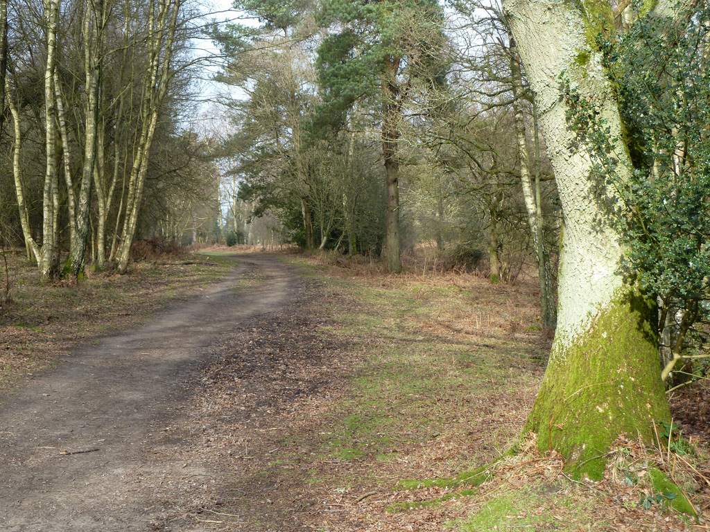 Bridleway 179, Shere © Robin Webster Cc-by-sa 2.0 :: Geograph Britain 