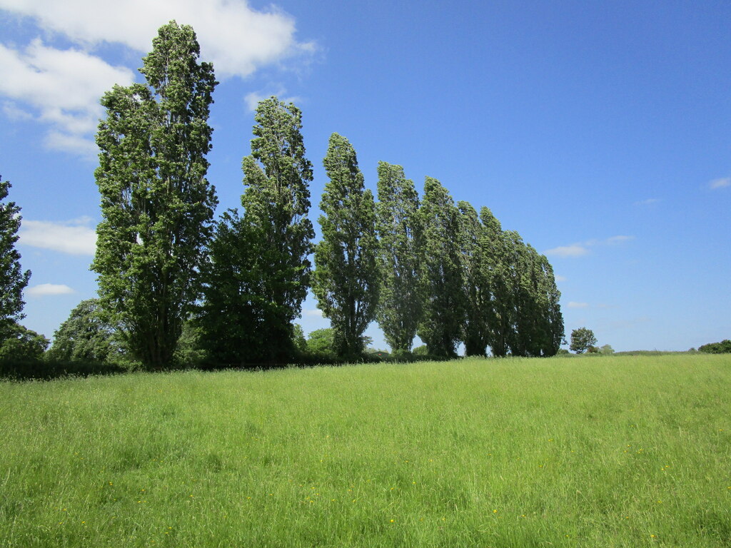 line-of-poplar-trees-near-maisemore-jonathan-thacker-geograph