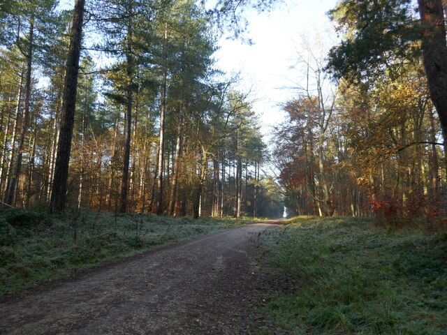 Track in Clipstone Forest © Jonathan Thacker :: Geograph Britain and ...