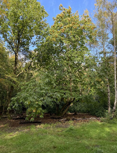 General view in Queen Elizabeth Park © Mr Ignavy cc-by-sa/2.0 ...