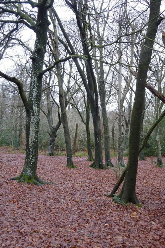 Beech Trees © Philip Halling Cc By Sa20 Geograph Britain And Ireland