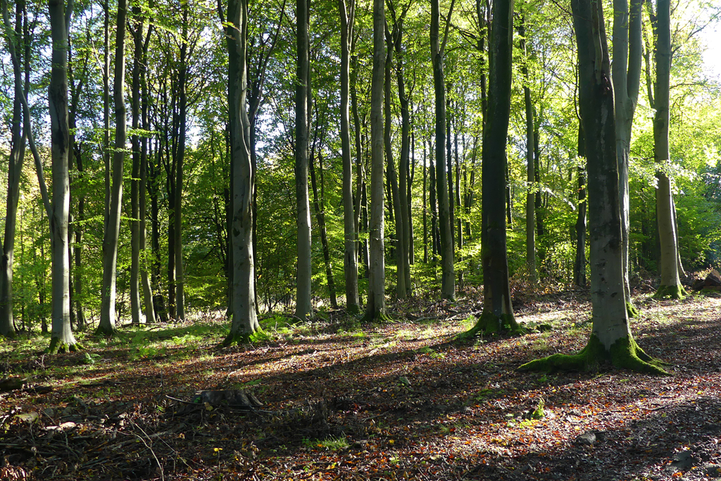 Woodland, Weston Patrick © Andrew Smith cc-by-sa/2.0 :: Geograph ...