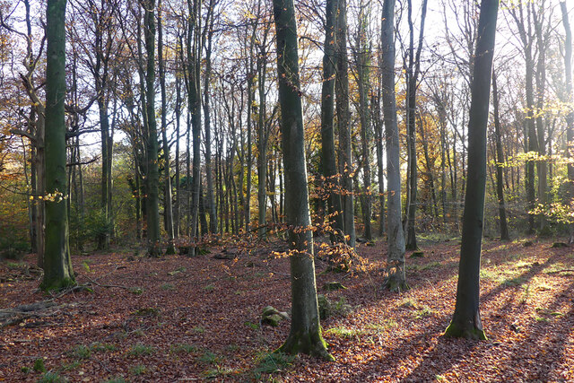 Woodland, Sparsholt © Andrew Smith :: Geograph Britain and Ireland