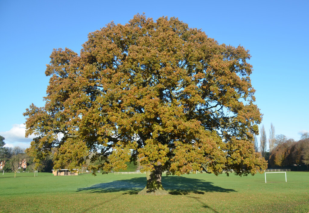 An English Oak in Rowley Park, Stafford © Rod Grealish :: Geograph ...