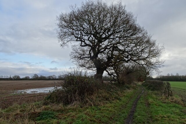 Green Lane © DS Pugh :: Geograph Britain and Ireland