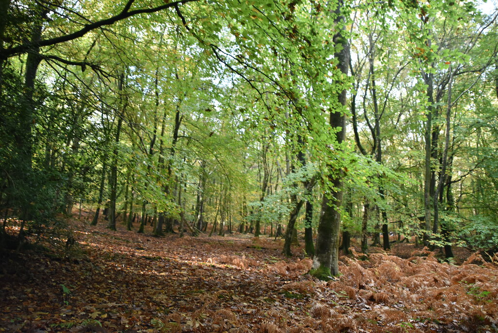 five-hundred-acre-wood-n-chadwick-cc-by-sa-2-0-geograph-britain