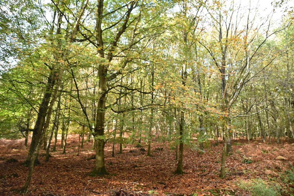 five-hundred-acre-wood-n-chadwick-geograph-britain-and-ireland