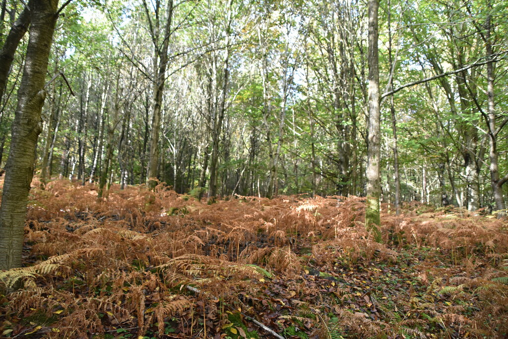 five-hundred-acre-wood-n-chadwick-cc-by-sa-2-0-geograph-britain