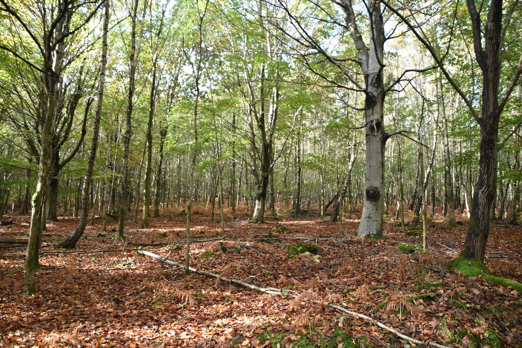 five-hundred-acre-wood-n-chadwick-geograph-britain-and-ireland