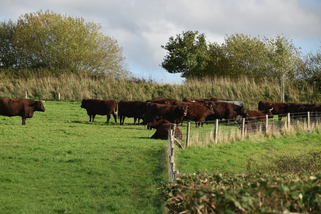 Cattle grazing © N Chadwick cc-by-sa/2.0 :: Geograph Britain and Ireland