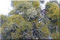 A mistletoe laden tree